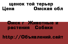щенок той терьер › Цена ­ 4 000 - Омская обл., Омск г. Животные и растения » Собаки   